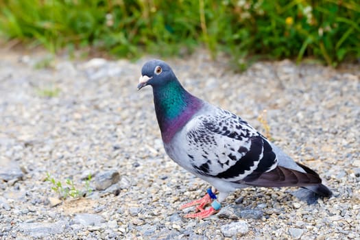 close up of domestic Gray Dove on a ground(Pigeon)