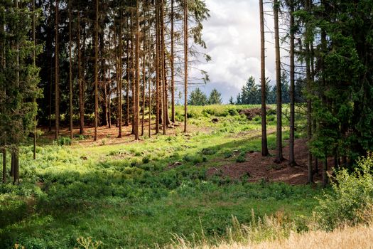 rural scene with spruce tree forrest and sun light