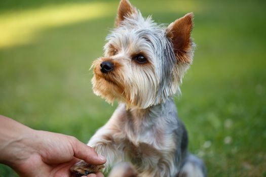 Cute small yorkshire terrier is sitting on a green lawn outdoor shaking hands with a man