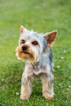 Cute small yorkshire terrier on a green lawn outdoor, no people