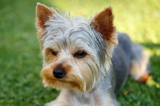 Cute small yorkshire terrier is lying on a green lawn outdoor, no people