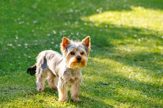 Cute small yorkshire terrier on a green lawn outdoor, no people