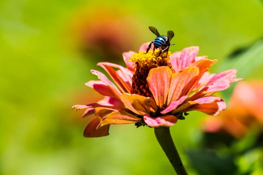 pink Zinnia elegans flower and blue insect at tropical garden,shallow focus