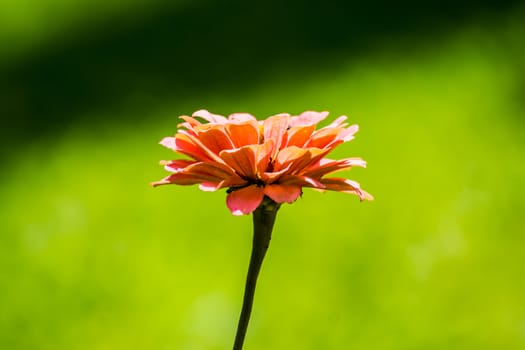 pink Zinnia elegans flower at tropical garden,shallow focus