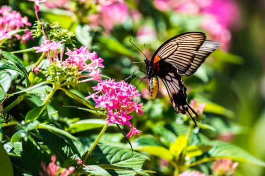 butterfly and colorful flowers at tropical garden,Chiangrai,Thailand