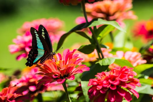 butterfly and colorful flowers at tropical garden,Chiangrai,Thailand