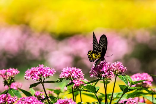 butterfly and colorful flowers at tropical garden,Chiangrai,Thailand