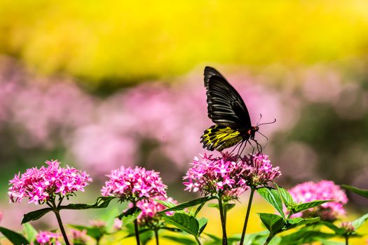 butterfly and colorful flowers at tropical garden,Chiangrai,Thailand