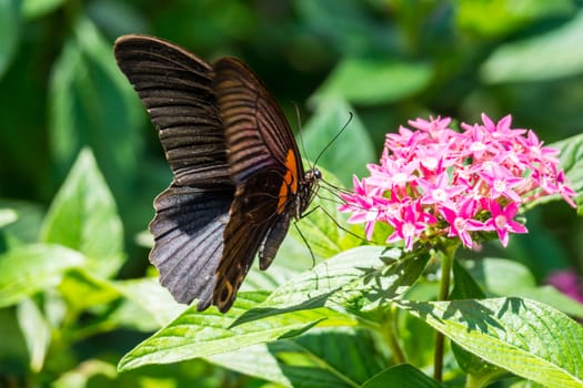 butterfly and colorful flowers at tropical garden,Chiangrai,Thailand