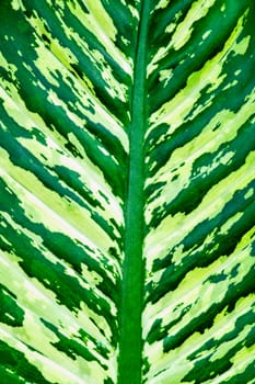 detail of leaf texture,shallow focus