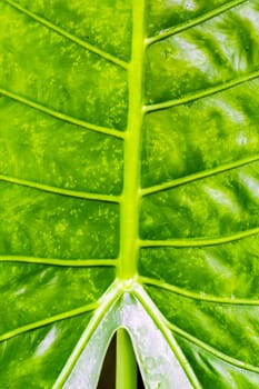 detail of leaf texture,shallow focus