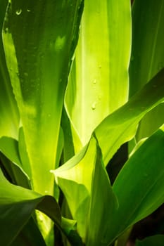 leaf of tropical plant in natural rain forest,shallow focus