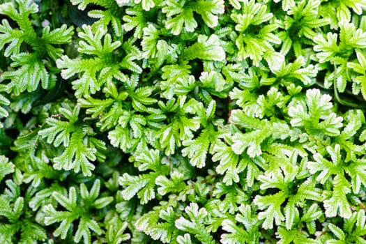 fern branch and leaves in nature scene,shallow focus