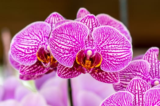 beutiful pink orchid flower,shallow focus