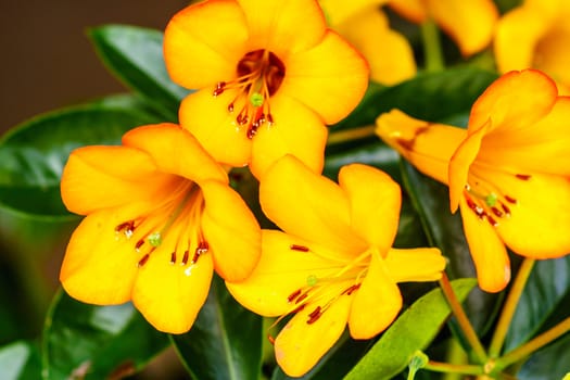 small yellow flower,shallow focus