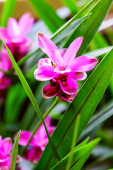 siam tulip or Patumma in tropical garden,Chiangrai,Thailand