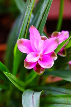 siam tulip or Patumma in tropical garden,Chiangrai,Thailand