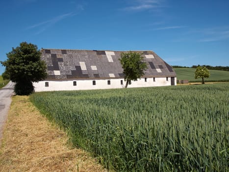 Vintage old traditional farm barn horse in a wheat field Denmark
