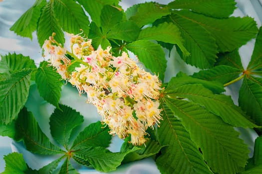 Beautiful flower of a chestnut with young green leaves on a blue background