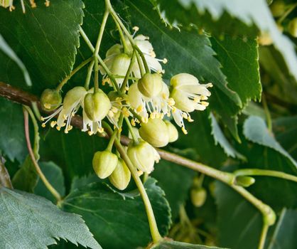 Gentle white flowers of a linden against green leaves