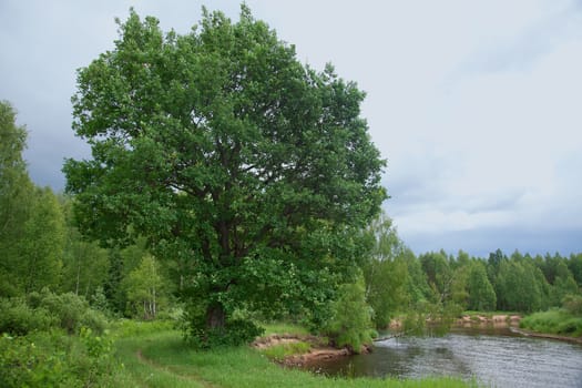 Green oak tree at the sandy river's bank