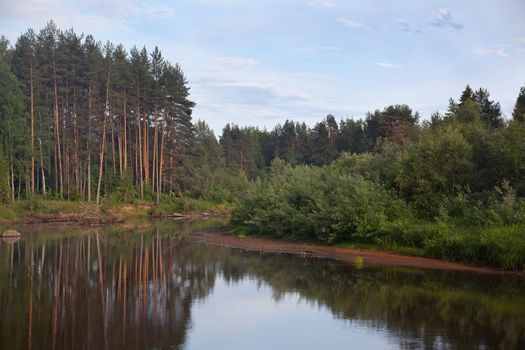 Forest near sandy river's bank in the evening