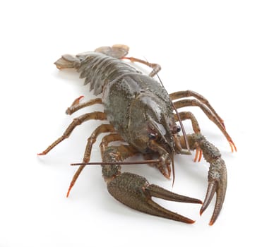 Alive isolated crawfish on the white background