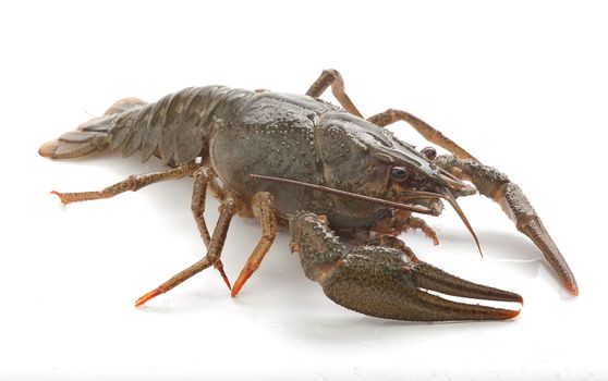 Alive isolated crawfish on the white background