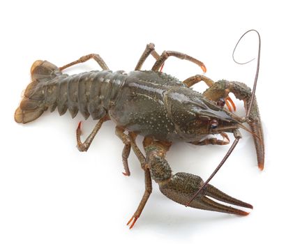 Alive isolated crawfish on the white background