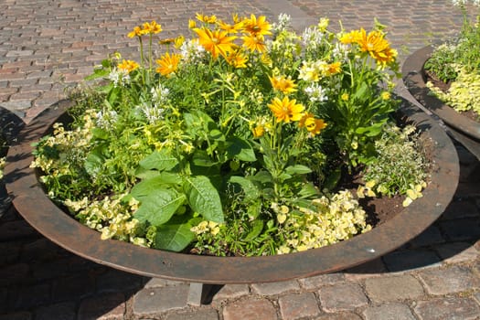 Classical beautiful street flower pots Denmark