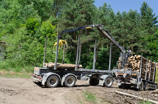 Worker man load felled tree logs with timber crane to heavy truck trailer for transportation. Forestry industry.
