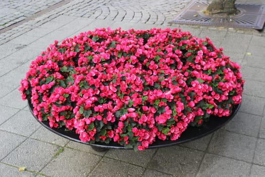 Pink flowerdecoration in a street