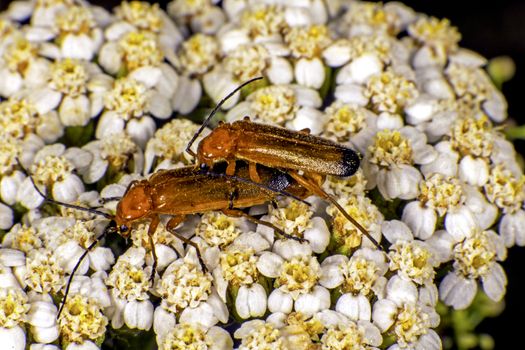 comon red soldier beetles mating on a flower