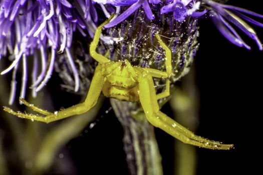 A flower crab spider wating for prey