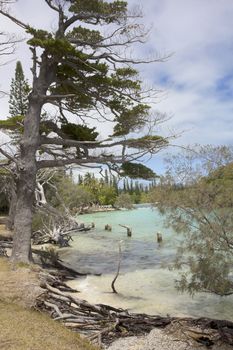 Shoreline, Kuto. Iles des Pins (Isle of Pines)