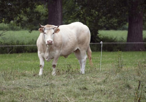 one white cow on green grass field