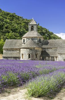 Abbey of Senanque and blooming rows lavender flowers. Gordes, Luberon, Vaucluse, Provence, France. 