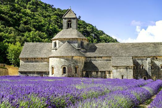 Abbey of Senanque and blooming rows lavender flowers. Gordes, Luberon, Vaucluse, Provence, France. 