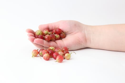 Gooseberry in hand isolated on white background