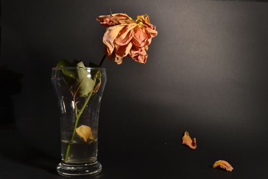 dried orange rose in a glass, dark background