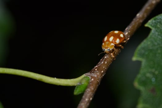 orange ladybug with white dots on a birch branch