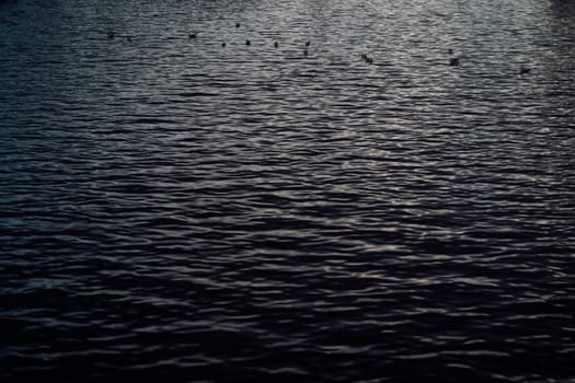 surface of a dark river with some seagulls in the background