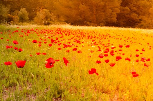 beautiful golden meadow with poppies at sunset