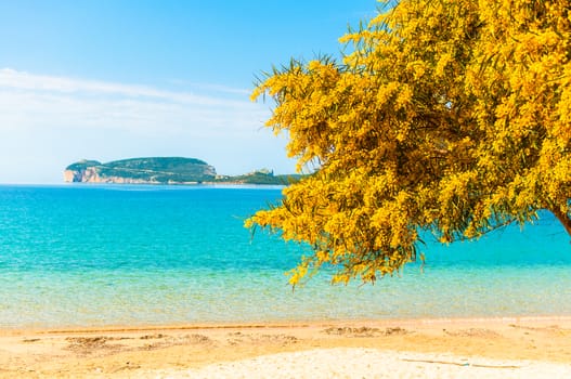 Landscape of a beach in spring with a mimosas on first floor