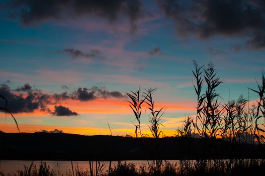 Silhouette of reeds at sunset, with multicolored lights