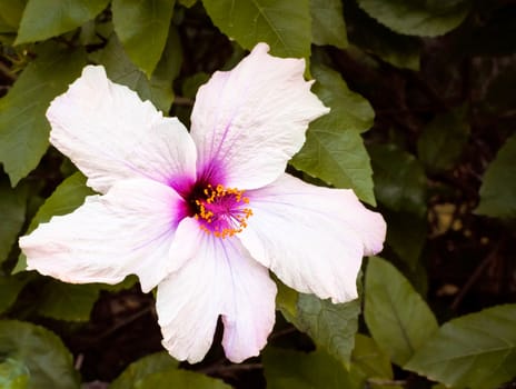 white and purple hibiscus with green leaves background