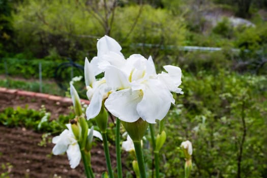 White lily flower in the field