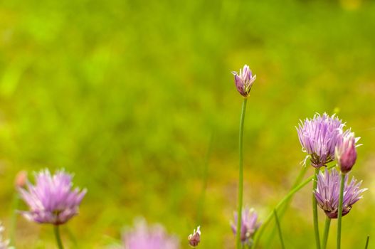 detail of small purple flower meadow with blurred background