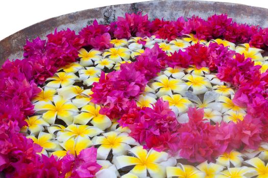 Frangipani Tropical Spa Flower  floating in water