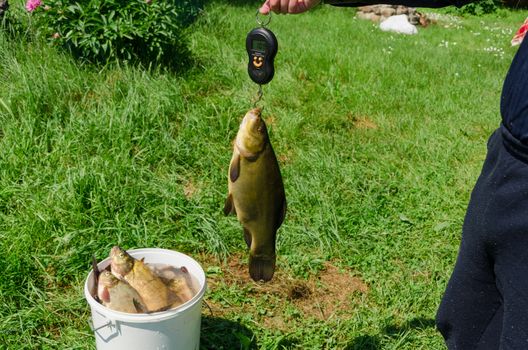 fisher take big tench fish from bucket and weighs it.